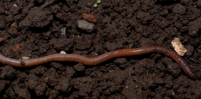 Worm on soil 