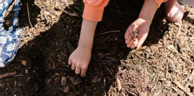 Child sifting through compost 
